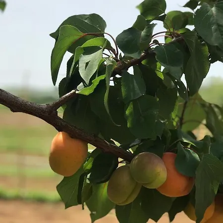 Donna Germana Cirò Marina