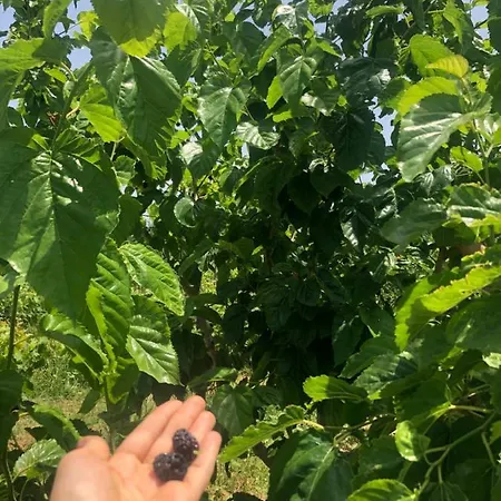 Donna Germana Frühstückspension 3*