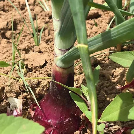 Donna Germana Frühstückspension 3*