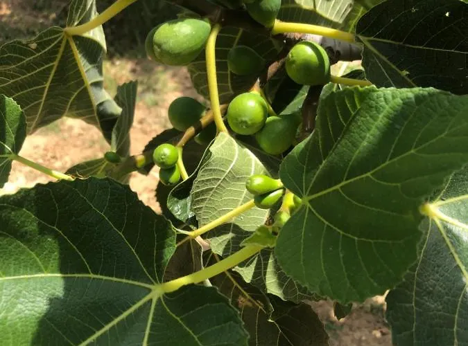 Donna Germana Bed & Breakfast 3*