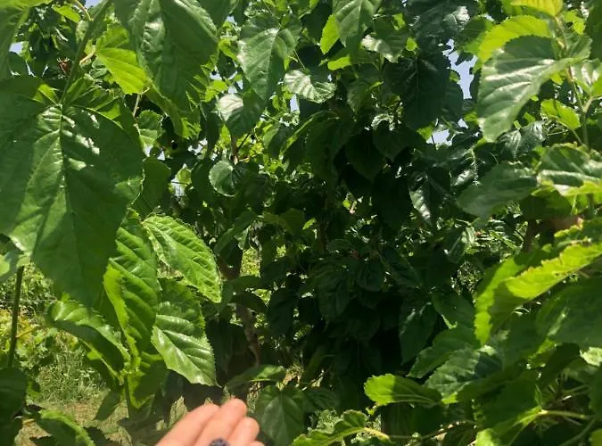 Donna Germana Bed and Breakfast 3*