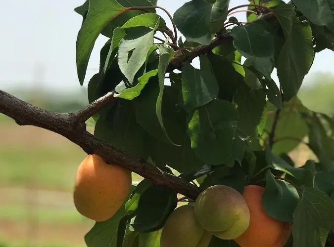 Donna Germana Cirò Marina