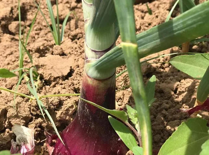 Donna Germana Bed & Breakfast 3*